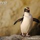 Illustration for article titled Flightless Friday - The Complete Penguin